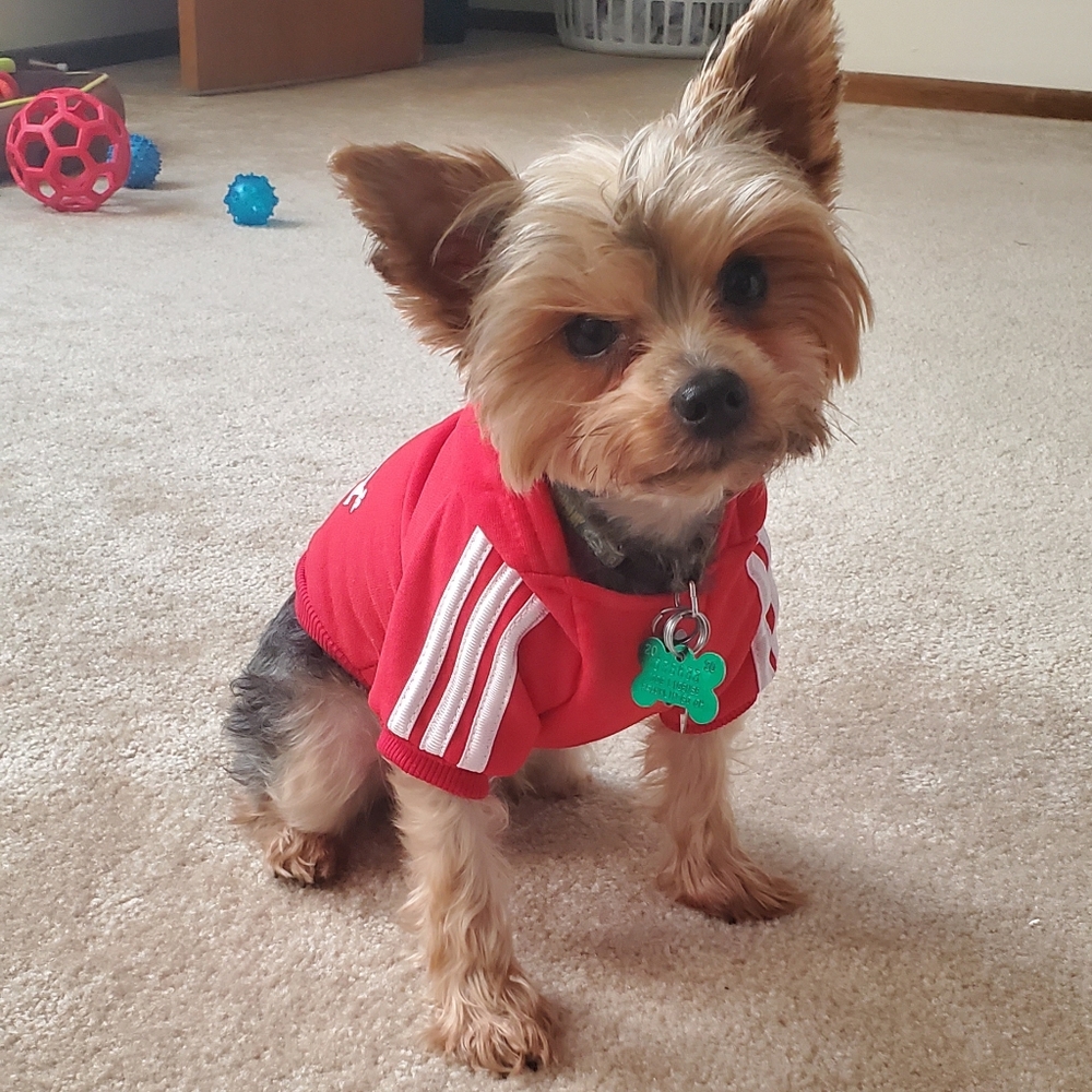 ⚠️ Doggie adidog sweatshirts
